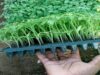 AI Chatbot Offers Lifeline to Malawian Farmers Post-Cyclone – Update