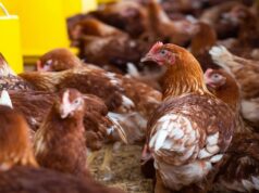 Cost Crisis Threatens Margins in Malawi’s Booming Poultry Sector