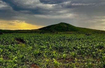 Malawi’s Agricultural Revolution: Targeting Productivity to End Hunger – Update