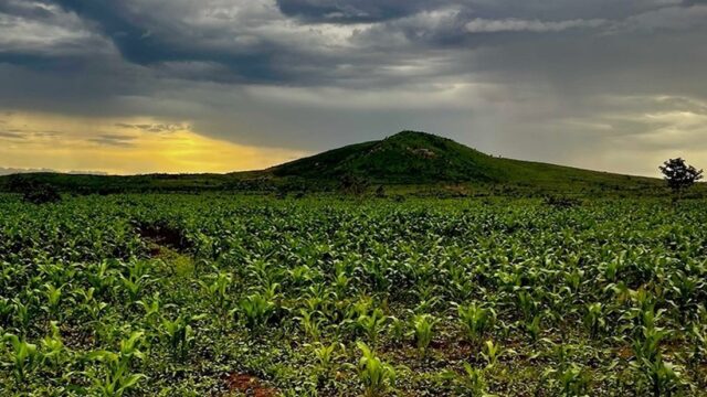 Malawi’s Agricultural Revolution Targeting Productivity to End Hunger