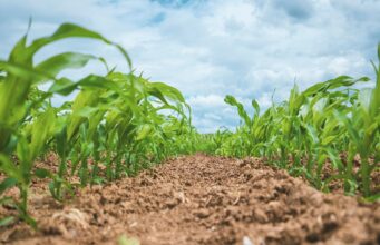 Malawi President Admits Economic Unpreparedness Ahead of Crucial Planting Season