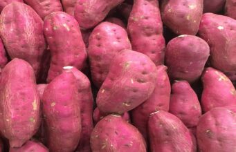 Malawi Eyes Value Addition to Drain Sweet Potato Glut