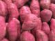 Malawi Eyes Value Addition to Drain Sweet Potato Glut