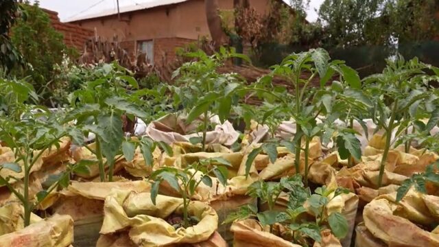 Scouts’ Green Revolution Malawi’s Youth Pivot to Agribusiness for Economic Survival