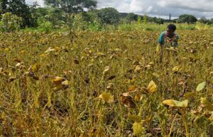How Agroecology is Reclaiming Malawi’s Food Sovereignty