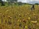 How Agroecology is Reclaiming Malawi’s Food Sovereignty