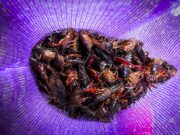 Malawi Bolsters Border Defences to Thwart Invasive Crayfish Smuggling