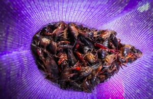 Malawi Bolsters Border Defences to Thwart Invasive Crayfish Smuggling