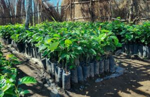 Malawi Urged to Accelerate Agricultural Reform to Meet Continental Standards