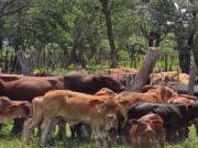 Malawi makes strides in animal husbandry – Update