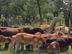 Malawi makes strides in animal husbandry – Update