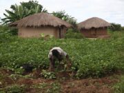 Why conservation success hinges on rural livelihoods