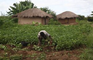 Why conservation success hinges on rural livelihoods