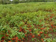 AfDB Approves $8.5 Million Climate Grant to Rebuild Cyclone-Hit Malawi Farms