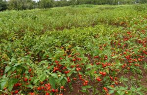 AfDB Approves $8.5 Million Climate Grant to Rebuild Cyclone-Hit Malawi Farms