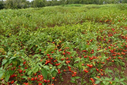 AfDB Approves $8.5 Million Climate Grant to Rebuild Cyclone-Hit Malawi Farms