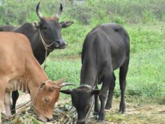 Global Call to Restore Critical Ecosystems Gains Urgency