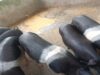 Hungary Confirms First ASF Case in Domestic Pigs