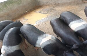 Hungary Confirms First ASF Case in Domestic Pigs