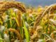 India–Africa Cooperation in Agriculture, Millets & Food Security