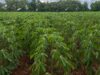 Malawi Inks $50M China Agri-Hub Deal Amid Economic Crisis, Election Shift