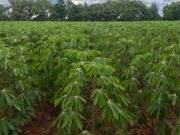 Malawi Inks $50M China Agri-Hub Deal Amid Economic Crisis, Election Shift