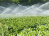 Malawian Agripreneur Targets Scale With Low-Tech, Climate-Resilient Farming Network