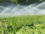 Malawian Agripreneur Targets Scale With Low-Tech, Climate-Resilient Farming Network