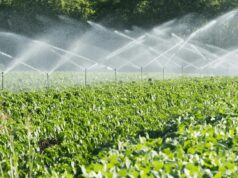Malawian Agripreneur Targets Scale With Low-Tech, Climate-Resilient Farming Network