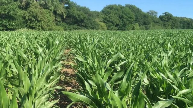 Malawi's Hunger Crisis Eases but 2.6 Million Still Face Food Shortages