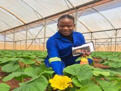 Malawi’s Largest Greenhouse Venture Scales Up Production to Drive Agriculture Exports