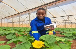Malawi’s Largest Greenhouse Venture Scales Up Production to Drive Agriculture Exports