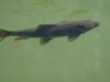 Fish farming gains ground as climate threatens agriculture