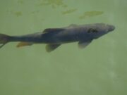 Fish farming gains ground as climate threatens agriculture