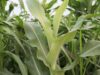 LUANAR project aims to boost Malawi’s maize seed supply