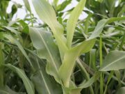 LUANAR project aims to boost Malawi’s maize seed supply