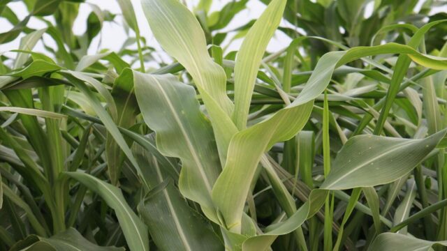 LUANAR project aims to boost Malawi’s maize seed supply