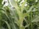 LUANAR project aims to boost Malawi’s maize seed supply