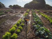 Malawi Unlocks $8.6 Million for Smallholder Agriculture