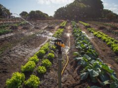Malawi Unlocks $8.6 Million for Smallholder Agriculture