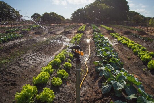 Malawi Unlocks $8.6 Million for Smallholder Agriculture
