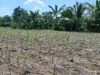 Southern Africa Mobilises as El Niño Threatens Regional Farming