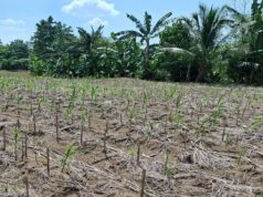 Southern Africa Mobilises as El Niño Threatens Regional Farming