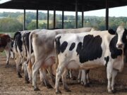 Cross-Border Alignment Critical to Defeating Foot-and-Mouth Disease, Says Agriculture Minister