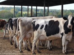 Cross-Border Alignment Critical to Defeating Foot-and-Mouth Disease, Says Agriculture Minister