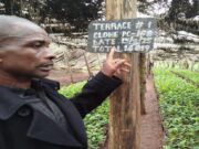 Farmer Led Tea Seedlings Production