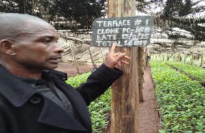 Farmer Led Tea Seedlings Production