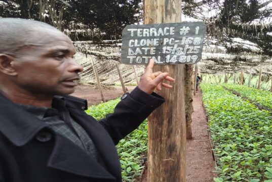 Farmer Led Tea Seedlings Production