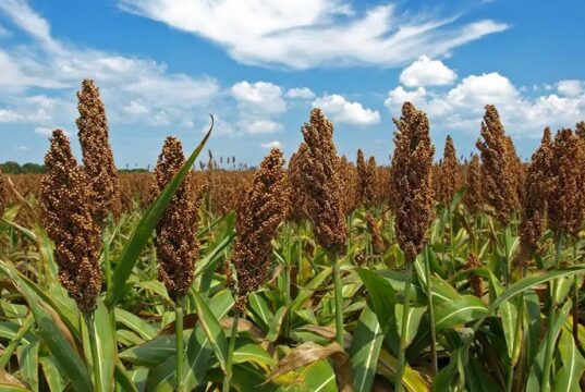 How Malawi and Mozambique Are Transforming Regional Agriculture