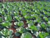 K42 Billion Finance Fund is Transforming Rural Malawi